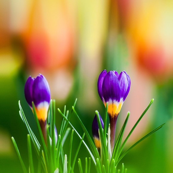 Meet your Posher, Melissa - Picture 1 of 1